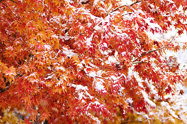 포토 JPG 백그라운드 단풍 잎 겨울 사람없음 야외 가을풍경 가을 눈 국내포토 자연요소 식물 계절 날씨 풍경 파일형식 가을_계절