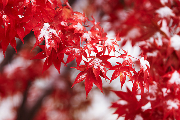 포토 JPG 백그라운드 단풍 잎 겨울 사람없음 야외 빨간색 가을풍경 가을 눈 국내포토 자연요소 식물 계절 컬러 날씨 풍경 파일형식 가을_계절