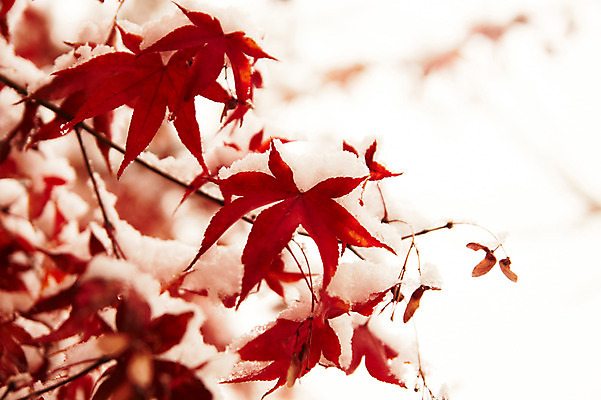 포토 JPG 백그라운드 단풍 잎 겨울 사람없음 야외 가을풍경 가을 나뭇가지 눈 국내포토 자연요소 나무 식물 계절 날씨 풍경 파일형식 가을_계절