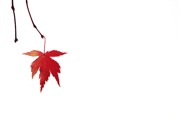 포토 JPG 줄기 단풍 잎 누끼 사람없음 빨간색 가을풍경 가을 국내포토 식물 계절 컬러 풍경 파일형식 가을_계절