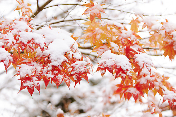 포토 JPG 백그라운드 단풍 잎 겨울 사람없음 야외 가을풍경 가을 눈 국내포토 자연요소 식물 계절 날씨 풍경 파일형식 가을_계절