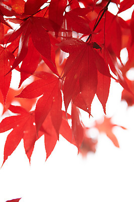 포토 JPG 백그라운드 단풍 잎 근접촬영 사람없음 야외 빨간색 가을풍경 가을 국내포토 식물 계절 뷰포인트 컬러 풍경 파일형식 가을_계절