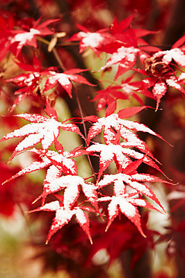 포토 JPG 백그라운드 단풍 잎 겨울 사람없음 야외 빨간색 가을풍경 가을 나뭇가지 눈 국내포토 자연요소 나무 식물 계절 컬러 날씨 풍경 파일형식 가을_계절