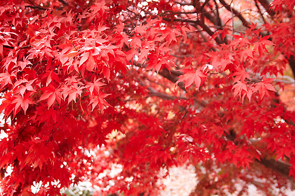 포토 JPG 백그라운드 단풍 잎 사람없음 야외 빨간색 가을풍경 가을 나뭇가지 국내포토 나무 식물 계절 컬러 풍경 파일형식 가을_계절