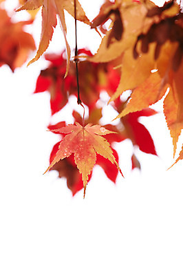 포토 JPG 백그라운드 단풍 잎 사람없음 야외 가을풍경 가을 국내포토 식물 계절 풍경 파일형식 가을_계절