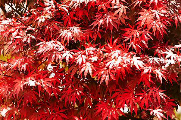 포토 JPG 백그라운드 단풍 잎 겨울 사람없음 야외 빨간색 가을풍경 가을 눈 국내포토 자연요소 식물 계절 컬러 날씨 풍경 파일형식 가을_계절