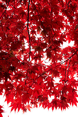 포토 JPG 백그라운드 단풍 잎 사람없음 야외 빨간색 가을풍경 가을 국내포토 식물 계절 컬러 풍경 파일형식 가을_계절