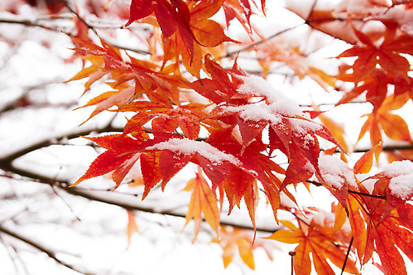 포토 JPG 백그라운드 단풍 잎 겨울 사람없음 야외 가을풍경 가을 나뭇가지 눈 국내포토 자연요소 나무 식물 계절 날씨 풍경 파일형식 가을_계절