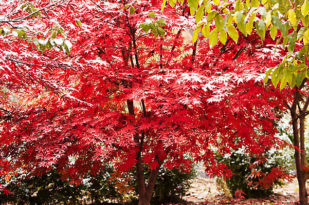 포토 JPG 나무 백그라운드 단풍 잎 겨울 단풍나무 사람없음 야외 빨간색 가을풍경 가을 눈 국내포토 자연요소 식물 계절 컬러 날씨 풍경 파일형식 가을_계절