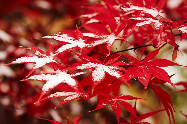 포토 JPG 백그라운드 단풍 잎 겨울 사람없음 야외 빨간색 가을풍경 가을 눈 국내포토 자연요소 식물 계절 컬러 날씨 풍경 파일형식 가을_계절