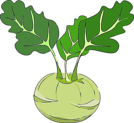 EPS 해외이미지 줄기 잎 일러스트 종류 3 노란색 원형 그림 양배추 창백 땅바닥 스카우트 콜라비 해외202004 해외202105 해외일러스트 도형 식물 컬러 채소 바닥 파일형식 벡터