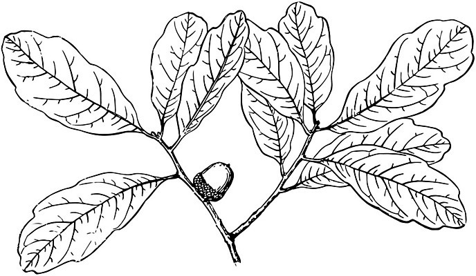 EPS 해외이미지 선 일러스트 미술 사람없음 검은색 흰색 레몬 그림 판화 떠남 향나무 해외202004 해외202105 해외일러스트 나무 컬러 과일 모션 문화예술 파일형식 벡터