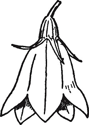 EPS 해외이미지 식물 꽃 선 일러스트 미술 사람없음 검은색 종 흰색 그림 판화 캄파눌라 해외202004 해외202105 해외일러스트 컬러 문화예술 파일형식 벡터