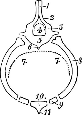 EPS 해외이미지 선 일러스트 미술 사람없음 검은색 흰색 흉부 그림 판화 특징 치프 해외202004 해외202105 해외일러스트 컬러 문화예술 호흡기관 파일형식 벡터
