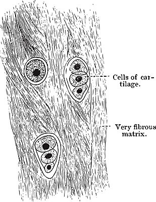 EPS 해외이미지 선 일러스트 미술 사람없음 검은색 흰색 그림 판화 연골 해외202004 해외202105 해외일러스트 컬러 문화예술 파일형식 벡터