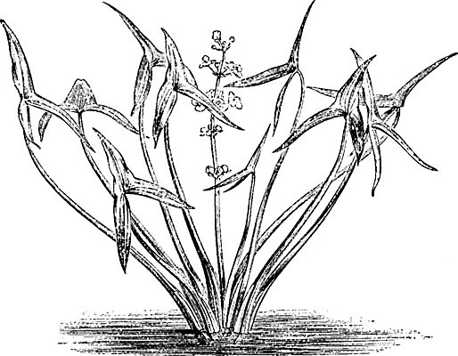 EPS 해외이미지 식물 꽃잎 꽃 선 잎 일러스트 미술 사람없음 검은색 흰색 그림 판화 화살촉 해외202004 해외202105 해외일러스트 컬러 문화예술 화살 파일형식 벡터