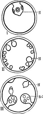 EPS 해외이미지 선 일러스트 표면 미술 사람없음 검은색 흰색 오르간 그림 목 판화 방광 해외202004 해외202105 해외일러스트 컬러 문화예술 신체부위 건반악기 비뇨기관 파일형식 벡터