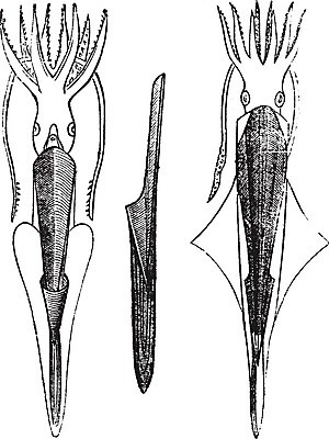 EPS 해외이미지 동물 바다 일러스트 화살 잉크 종류 미술 사람없음 검은색 골동품 흰색 인쇄 다트 오징어 그림 화석 판화 멸종 촉수 기간 옛날 쥬라기 해외202004 해외202105 해외일러스트 컬러 문화예술 연체동물 수중동물 게임 파일형식 벡터