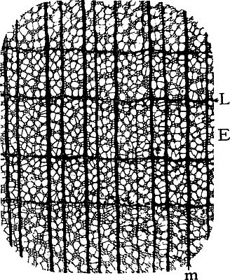 EPS 해외이미지 선 일러스트 미술 사람없음 목재 노란색 검은색 흰색 그림 판화 미루나무 방법 해외202004 해외202105 해외일러스트 나무 컬러 재료 문화예술 파일형식 벡터