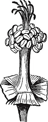 EPS 해외이미지 식물 선 일러스트 종류 미술 사람없음 검은색 흰색 그림 판화 아욱 영원 해외202004 해외202105 해외일러스트 컬러 문화예술 파일형식 벡터