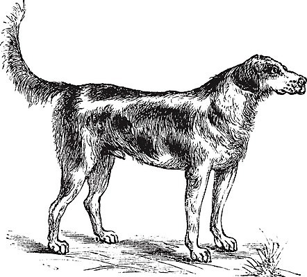 EPS 해외이미지 일러스트 사람없음 빈티지 하운드 판화 해외202004 해외202105 해외일러스트 컨셉 미술 개 파일형식 벡터