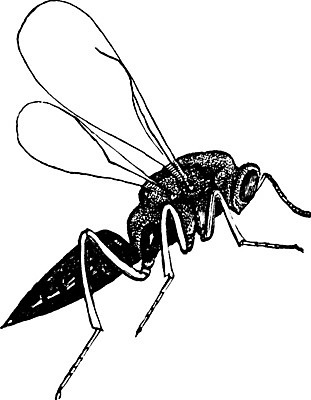 EPS 해외이미지 선 일러스트 미술 사람없음 검은색 흰색 흉부 그림 판화 거짓말 해외202004 해외202105 해외일러스트 컬러 문화예술 호흡기관 파일형식 벡터