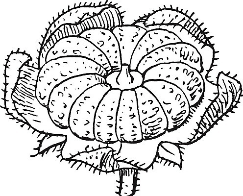 EPS 해외이미지 식물 선 일러스트 미술 사람없음 검은색 흰색 그림 판화 아욱 해외202004 해외202105 해외일러스트 컬러 문화예술 파일형식 벡터