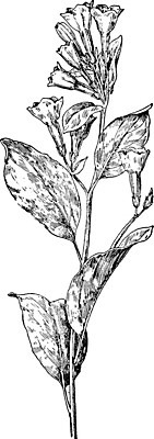 EPS 해외이미지 모양 꽃 선 일러스트 미술 사람없음 파란색 검은색 종 흰색 그림 판화 블루벨 해외202004 해외202105 해외일러스트 식물 컬러 문화예술 파일형식 벡터