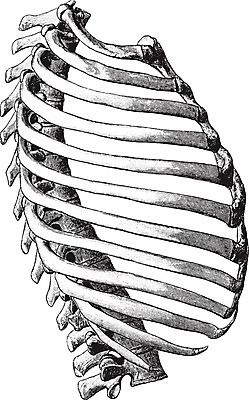EPS 해외이미지 선 일러스트 미술 사람없음 검은색 흰색 흉부 그림 판화 해외202004 해외202105 해외일러스트 컬러 문화예술 호흡기관 파일형식 벡터