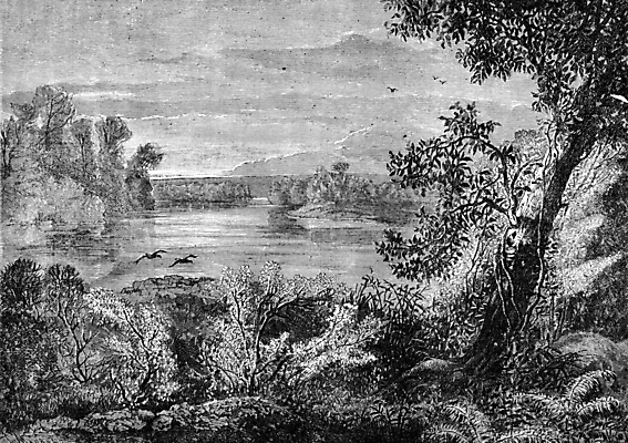 JPG 해외이미지 나무 식물 동물 호수 일러스트 자연 조류 미술 사람없음 물 강 검은색 골동품 흰색 나뭇가지 숲 은행 그림 판화 옛날 해외202004 해외202105 해외포토 포토 자연요소 컬러 문화예술 금융 생태계 파일형식