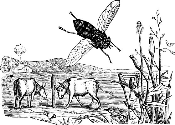 EPS 해외이미지 선 일러스트 3 수확 소 인치 해외202004 해외202105 해외일러스트 농업 포유류 파일형식 벡터