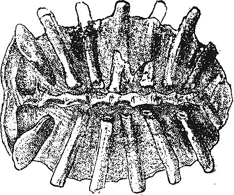 EPS 해외이미지 동물 과학 패턴 일러스트 생물 골격 종류 미술 사람없음 검은색 골동품 성장 껍질 흰색 거북이 그림 생물학 화석 고생물 판화 멸종 옛날 해외202004 해외202105 해외일러스트 교육 컬러 무늬 파충류 문화예술 파일형식 벡터