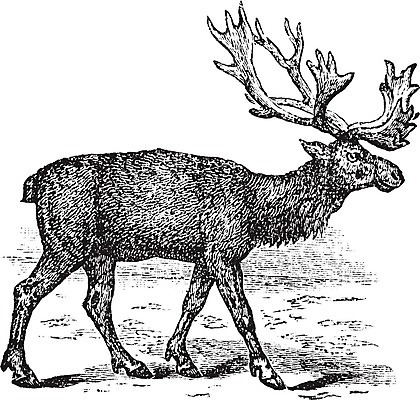 EPS 해외이미지 동물 척추동물 디자인 남자 야생동물 일러스트 포유류 사슴 뿔 미술 검은색 수확 골동품 흰색 스케치 그림 생물학 판화 내추럴 동물상 순록 옛날 반추동물 해외202004 해외202105 해외일러스트 교육 컬러 농업 문화예술 사람 조형물 파일형식 벡터