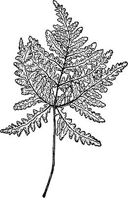 EPS 해외이미지 선 잎 일러스트 미술 검은색 수확 흰색 나뭇가지 그림 판화 불규칙 해외202004 해외202105 해외일러스트 나무 식물 컬러 컨셉 농업 문화예술 파일형식 벡터