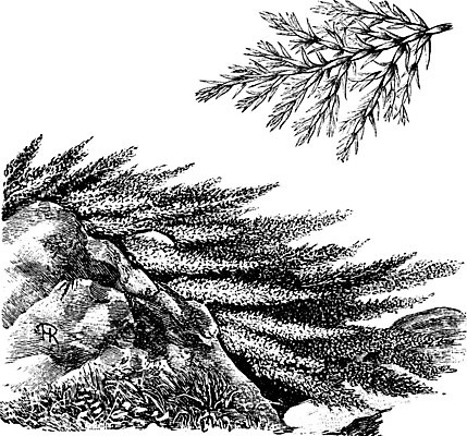 EPS 해외이미지 유럽 아시아 선 잎 일러스트 발 산 종류 미술 검은색 수확 흰색 8 작음 큼 관목 그림 눈금 판화 남쪽 시베리아 향나무 해외202004 해외202105 해외일러스트 나무 식물 나라 컬러 농업 문화예술 신체부위 숫자 크기 방향 파일형식 벡터