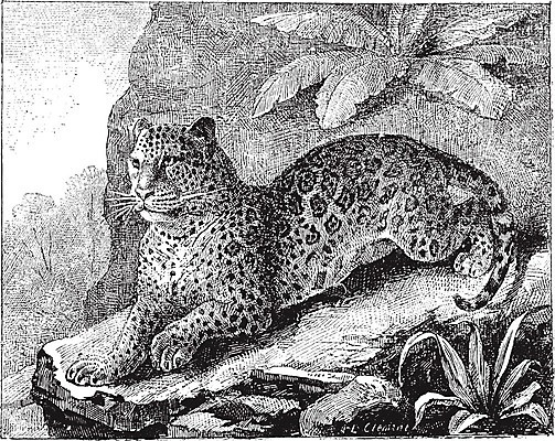 EPS 해외이미지 동물 야생동물 일러스트 포유류 자연 수염 동물원 미술 검은색 고양이 힘 수확 골동품 흰색 점 그림 판화 표범 내추럴 옛날 재규어 해외202004 해외202105 해외일러스트 컬러 농업 문화예술 반려동물 생태계 파일형식 벡터