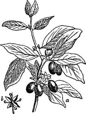 EPS 해외이미지 나무 선 일러스트 미술 검은색 수확 흰색 소나무 그림 판화 타입 주민 코르시카 해외202004 해외202105 해외일러스트 식물 컬러 섬 농업 문화예술 프랑스 파일형식 벡터