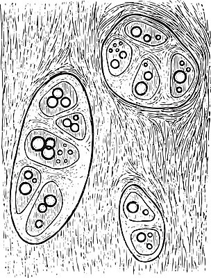 EPS 해외이미지 선 일러스트 미술 검은색 수확 흰색 그림 판화 연골 해외202004 해외202105 해외일러스트 컬러 농업 문화예술 파일형식 벡터