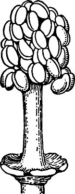 EPS 해외이미지 식물 선 일러스트 미술 검은색 수확 흰색 그림 판화 아욱 해외202004 해외202105 해외일러스트 컬러 농업 문화예술 파일형식 벡터