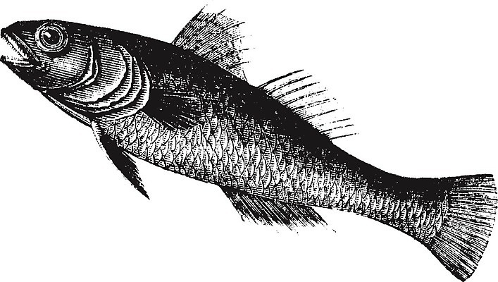 EPS 해외이미지 일러스트 미술 사람없음 검은색 흰색 스케치 그림 판화 니제르 옛날 해외202004 해외202105 해외일러스트 컬러 문화예술 파일형식 벡터