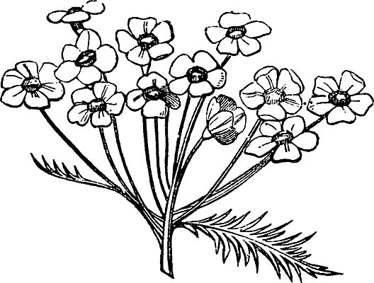 EPS 해외이미지 꽃 선 일러스트 미술 검은색 수확 흰색 다발 그림 판화 똑같은 해외202004 해외202105 해외일러스트 식물 컬러 농업 문화예술 파일형식 벡터