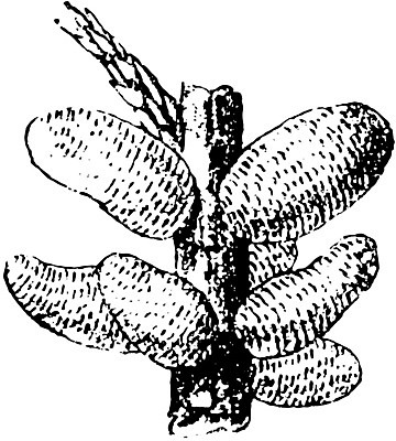 EPS 해외이미지 열매 선 과일 일러스트 미술 검은색 수확 흰색 나뭇가지 그림 판화 향나무 많음 해외202004 해외202105 해외일러스트 나무 식물 컬러 컨셉 농업 문화예술 파일형식 벡터