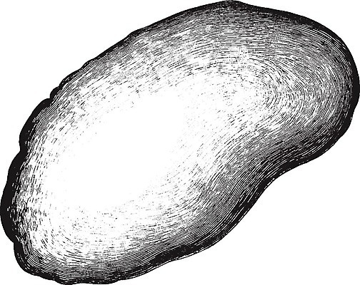 EPS 해외이미지 선 일러스트 미술 검은색 수확 흰색 그림 판화 지라 해외202004 해외202105 해외일러스트 컬러 농업 문화예술 파일형식 벡터