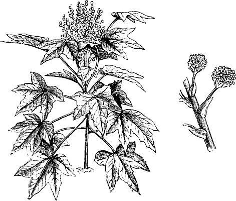 EPS 해외이미지 선 잎 일러스트 미술 검은색 수확 흰색 그늘 그림 판화 깊이 베르데 해외202004 해외202105 해외일러스트 식물 컬러 농업 문화예술 파일형식 벡터