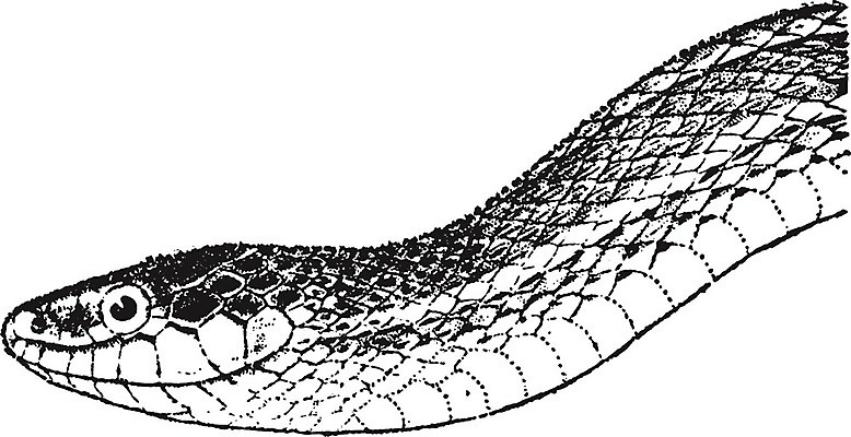 EPS 해외이미지 선 일러스트 미술 검은색 수확 흰색 뱀 중앙 그림 판화 가터벨트 해외202004 해외202105 해외일러스트 컬러 농업 파충류 문화예술 벨트 파일형식 벡터