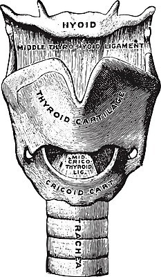 EPS 해외이미지 과학 일러스트 해부 뼈 세포 미술 사람 상자 검은색 카트 수확 골동품 흰색 조직 역사 중앙 그림 생물학 판화 목소리 연골 옛날 해외202004 해외202105 해외일러스트 교육 컬러 농업 의학 문화예술 파일형식 벡터