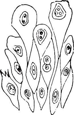 EPS 해외이미지 선 일러스트 미술 검은색 수확 흰색 그림 판화 층 방광 깊이 해외202004 해외202105 해외일러스트 컬러 농업 문화예술 비뇨기관 파일형식 벡터