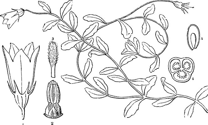 EPS 해외이미지 식물 꽃 선 잎 일러스트 미술 검은색 수확 흰색 그림 판화 캄파눌라 해외202004 해외202105 해외일러스트 컬러 농업 문화예술 파일형식 벡터