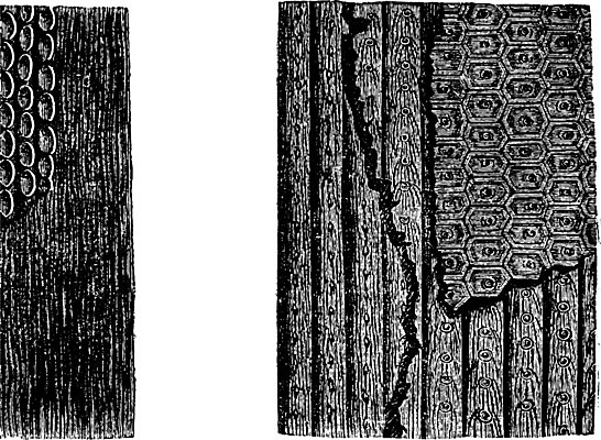 EPS 해외이미지 나무 식물 줄기 일러스트 미술 세계 견본 검은색 수확 골동품 흰색 파편 스케치 그림 화석 나무껍질 고생물 판화 멸종 선사시대 원시시대 옛날 해외202004 해외202105 해외일러스트 컬러 농업 문화예술 생물 껍질 역사 파일형식 벡터