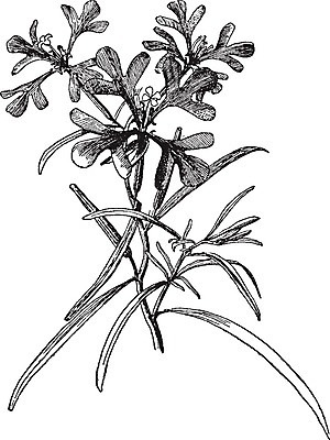 EPS 해외이미지 식물 꽃잎 꽃 선 잎 패턴 일러스트 미술 검은색 수확 흰색 4 작음 그림 치수 판화 똑같은 해외202004 해외202105 해외일러스트 컬러 무늬 농업 문화예술 숫자 크기 파일형식 벡터